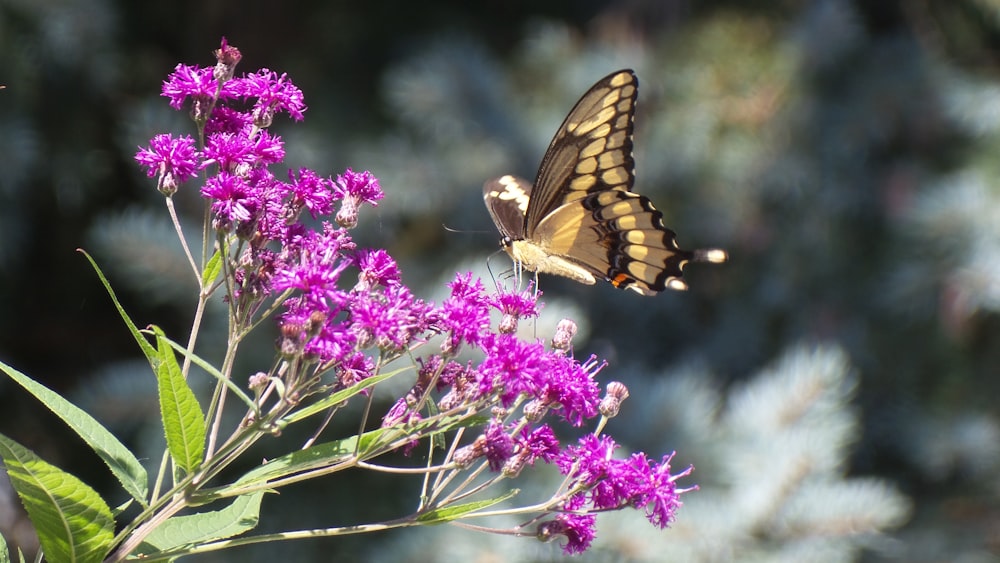 butterfly on pink-petaled flower