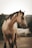 brown horse