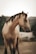 brown horse