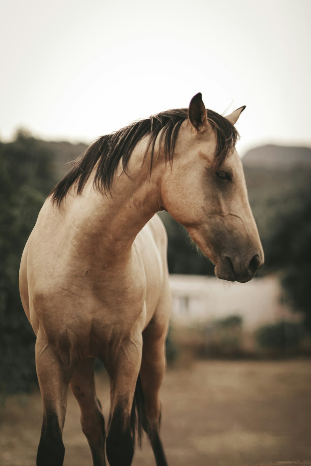 brown horse