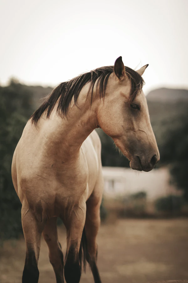 Sample horse 4