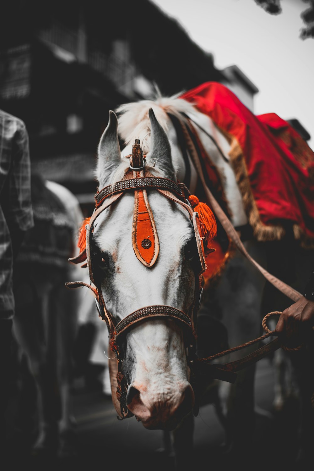 horse wearing saddle near building