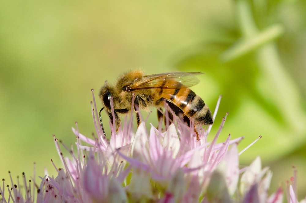 macro photography of yellow and black wasp on pink cluster flower