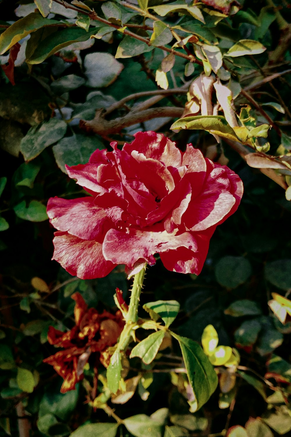 red petaled flower