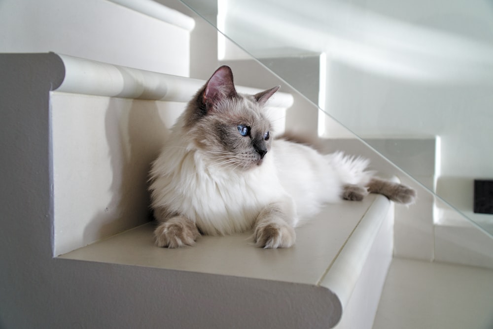 long-fur white can lying on white stairs