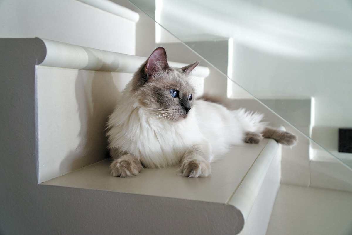 White long-haired senior cat lying on white stairs