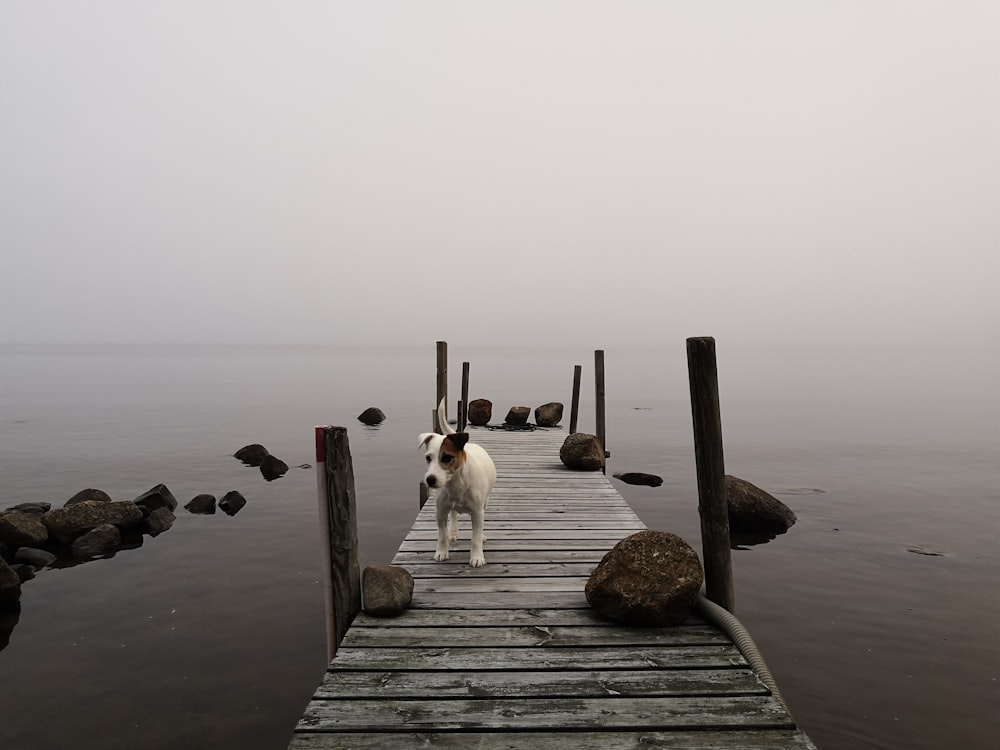 dog on dock