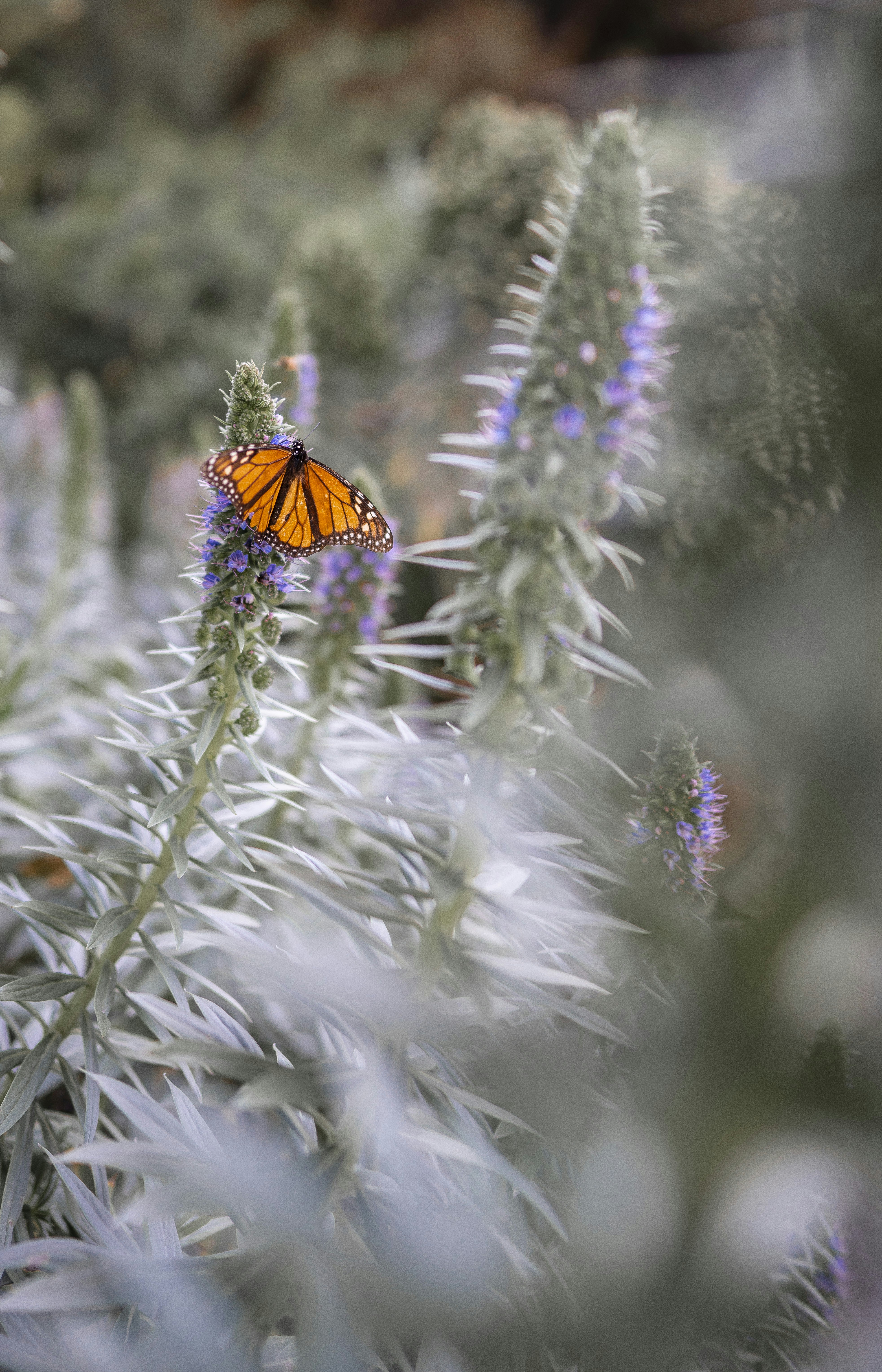 orange and black butterfly