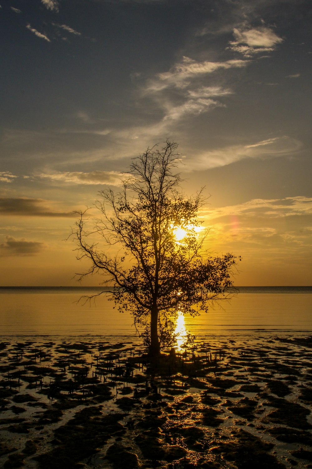 green tree near beach line