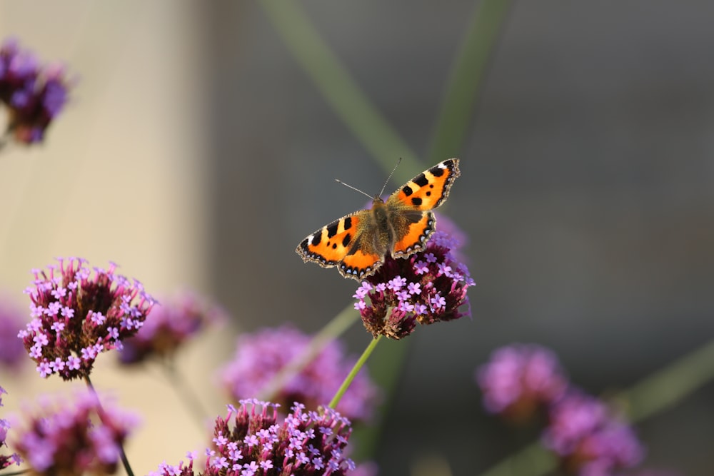 紫色の花にオレンジ色の蝶