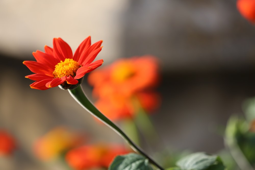 red petaled flower