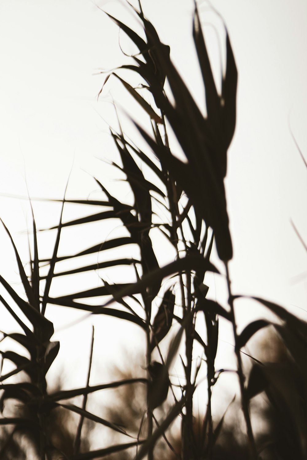 silhouette photo of plants