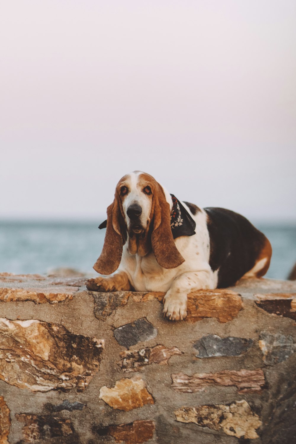 white, black, and white dog lying on brown rock wall