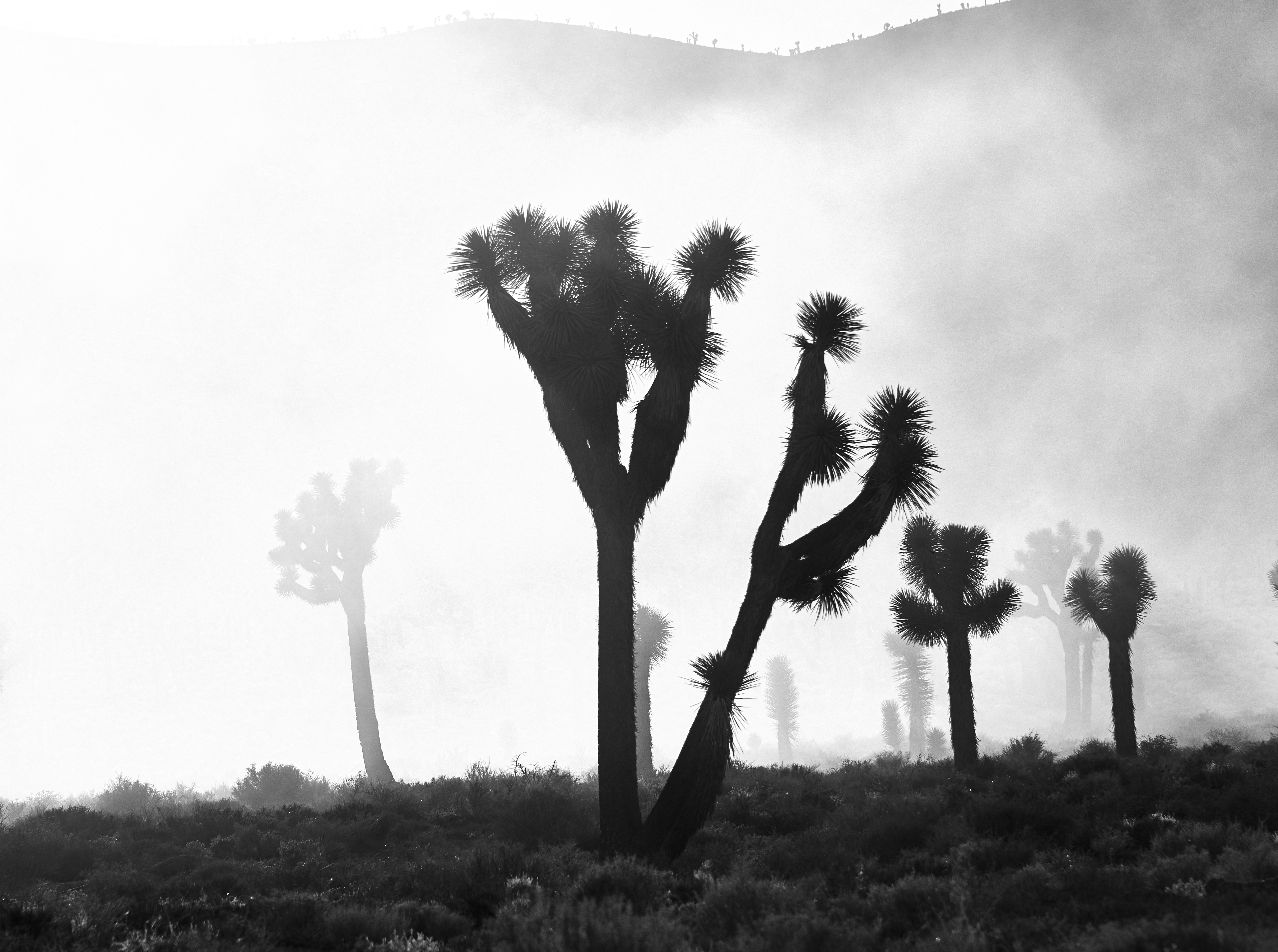 Geographic Hotspots for Fog-Dependent Flora (image credits: unsplash)