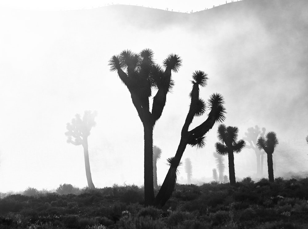 silhouette of tree