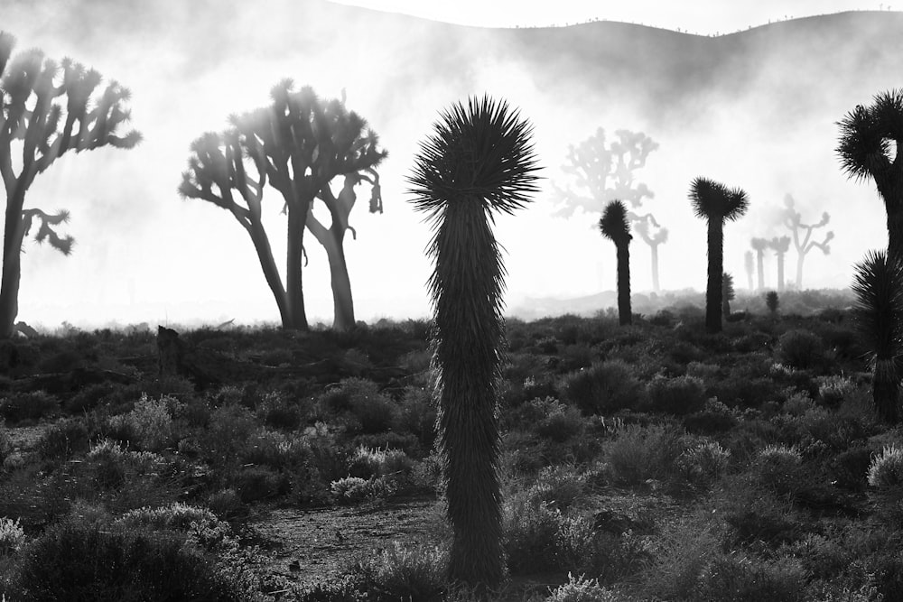 Photographie en niveaux de gris de cactus près de la montagne