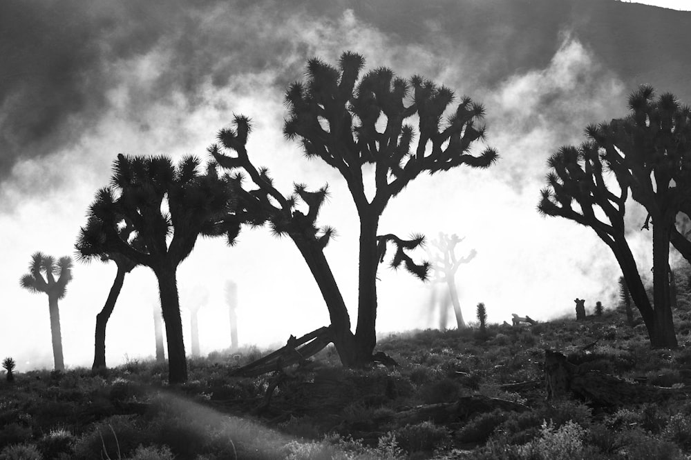 silhouette of trees