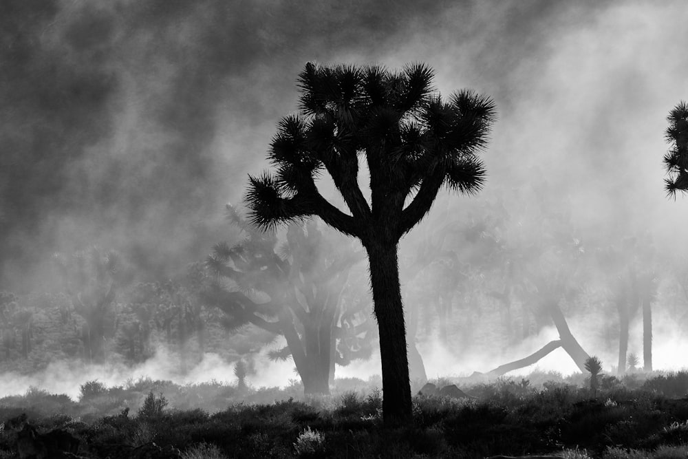 a black and white photo of a joshua tree