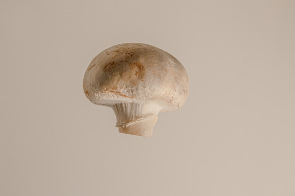 a close up of a mushroom on a white background