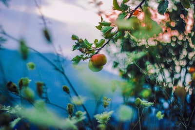 red apple north macedonia zoom background