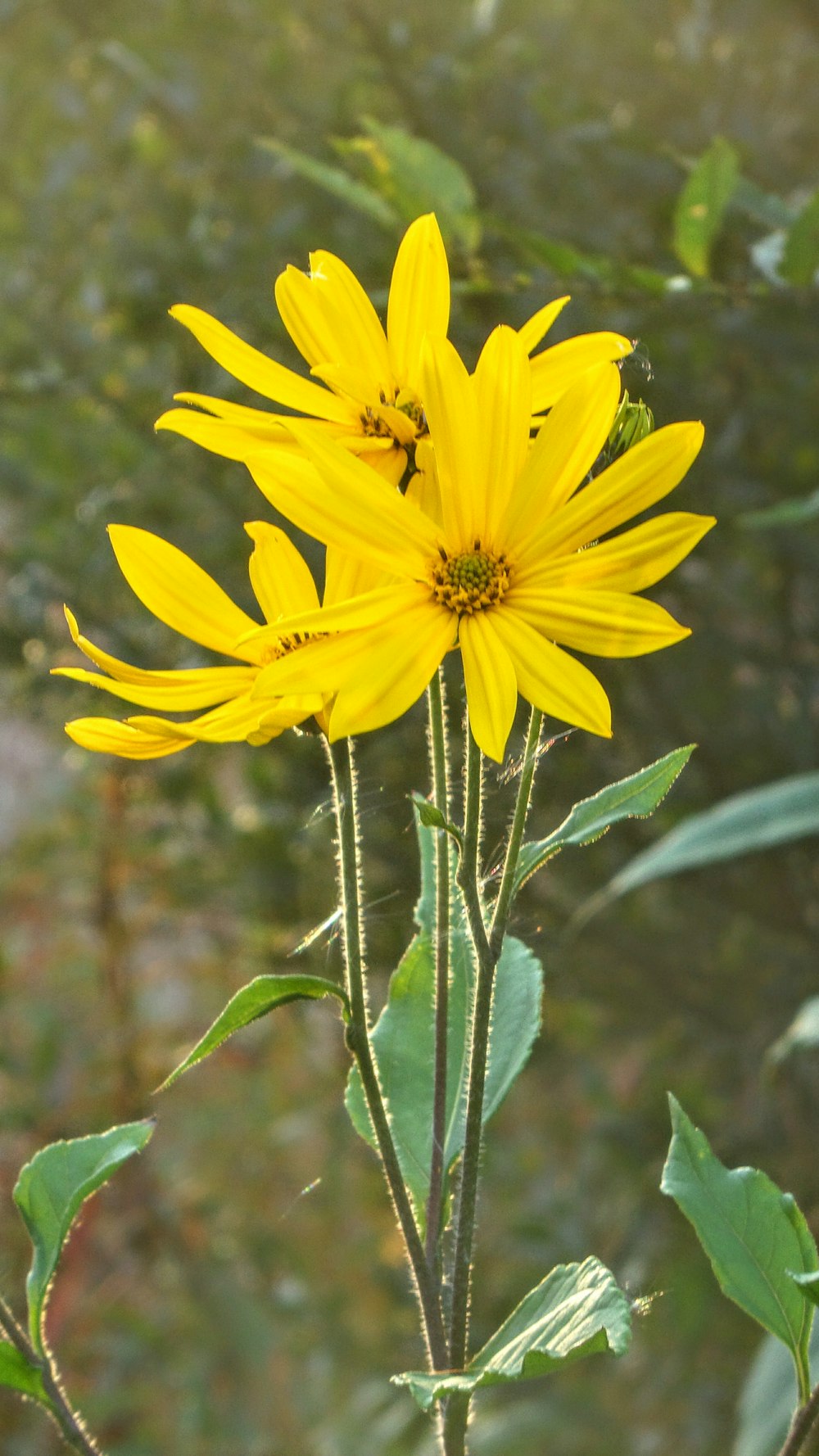 yellow petaled flower