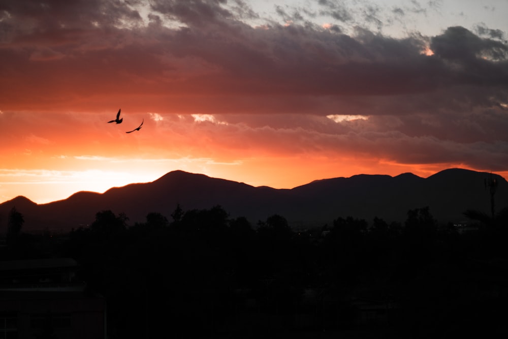 silhouette of trees and mountain during golden hour