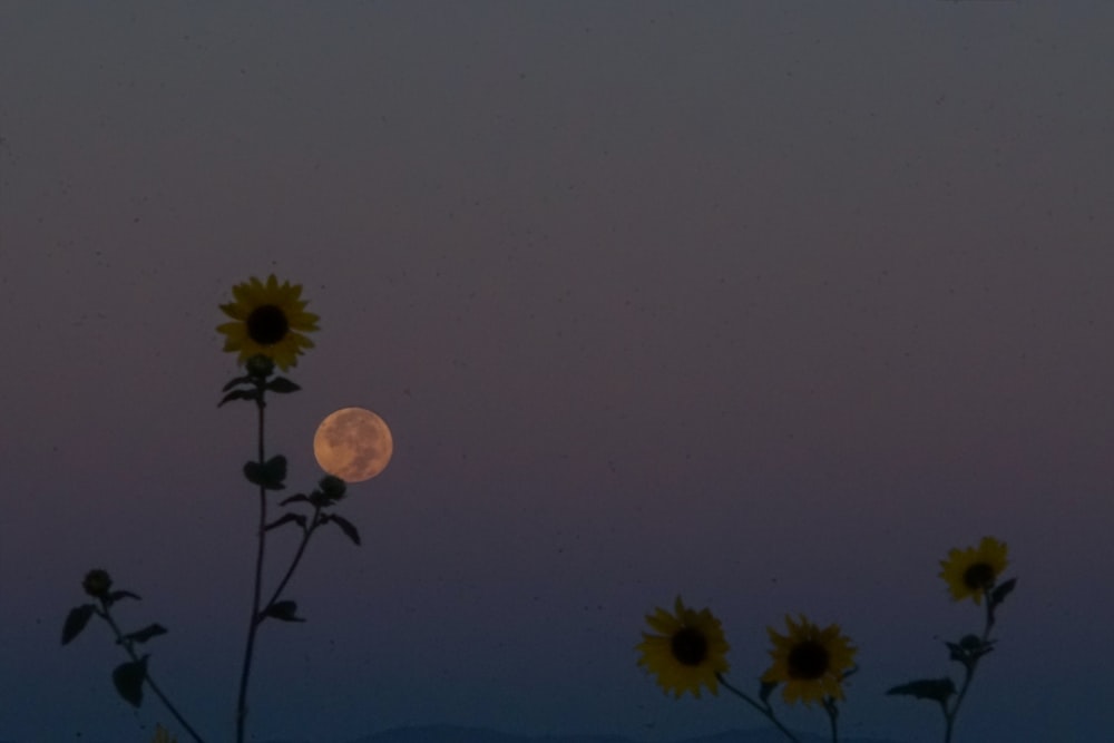 four yellow sunflowers