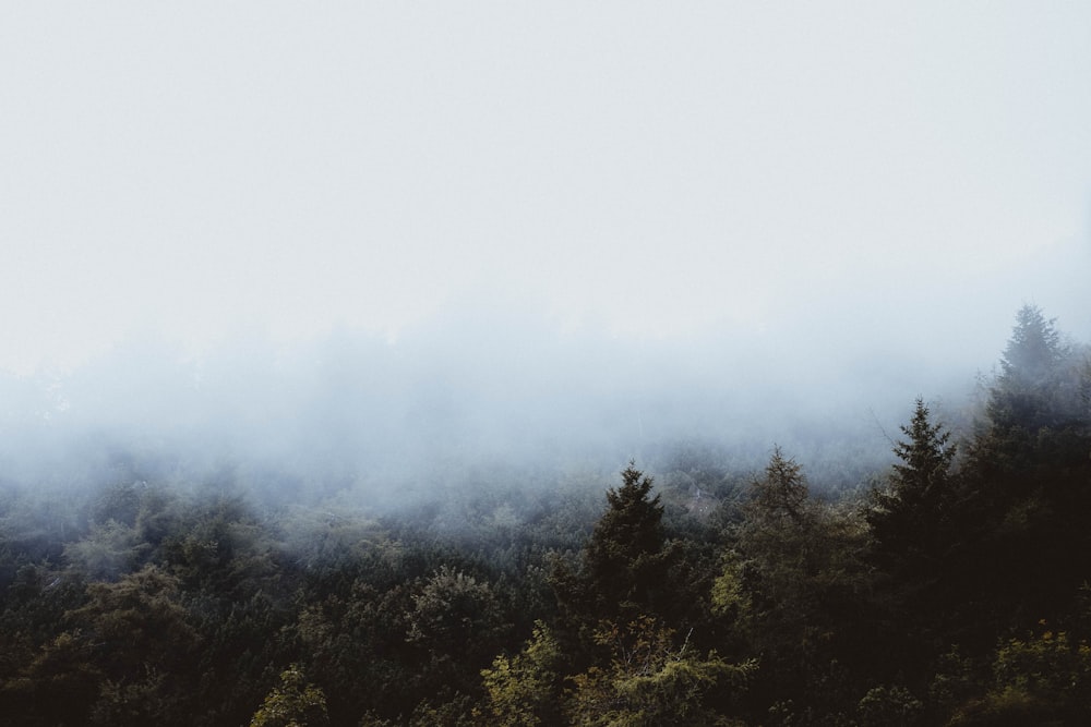 green forest covered with fogs during daytime