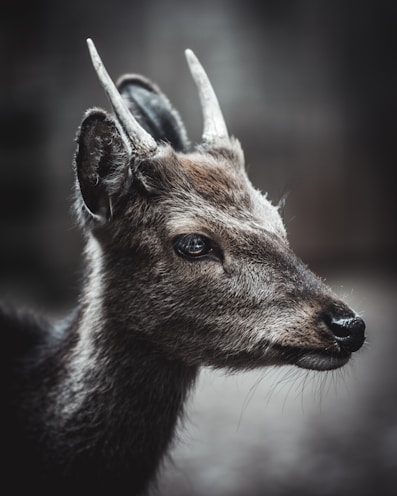 brown deer