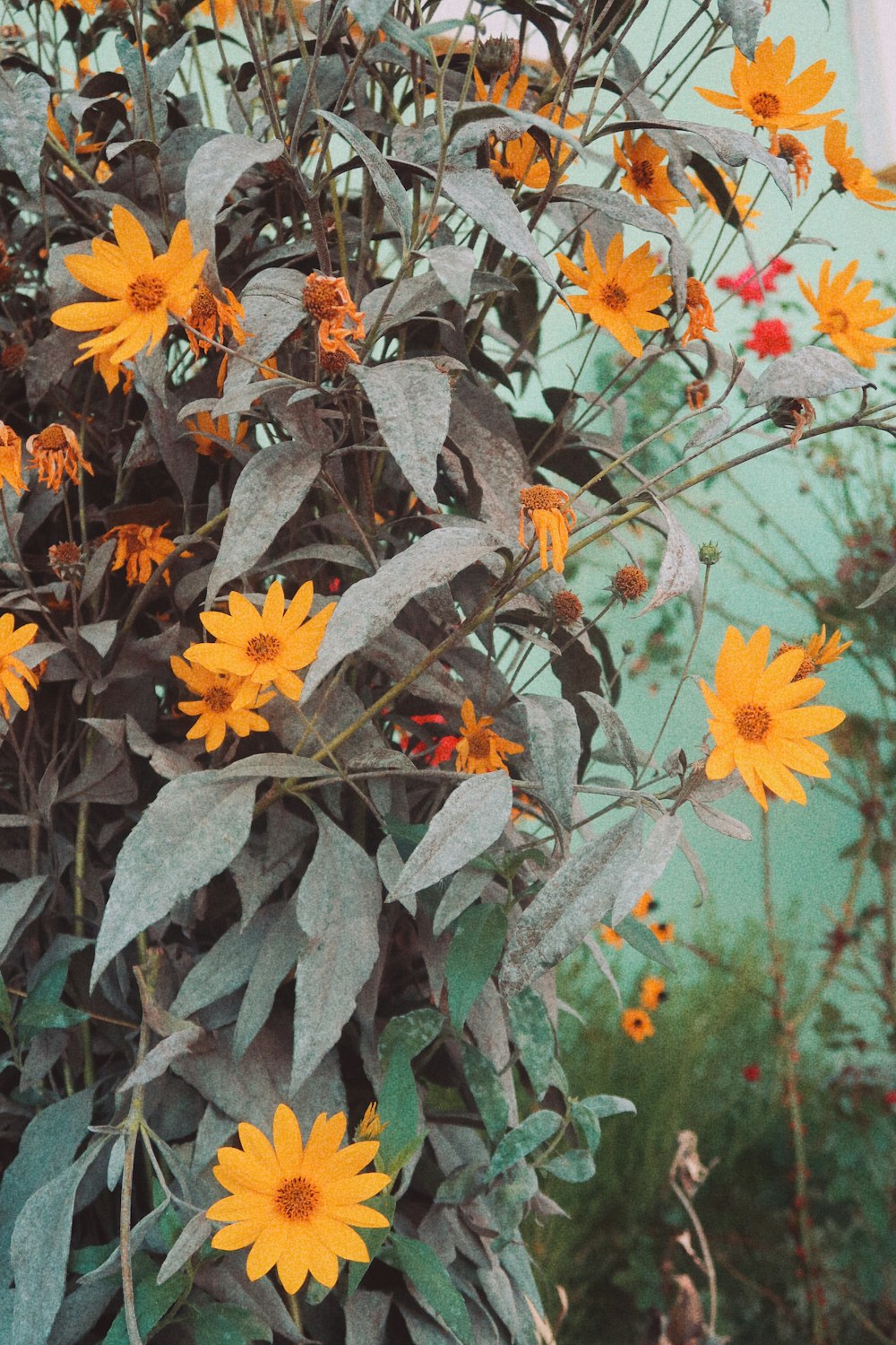 macro photography of orange daisy flowers