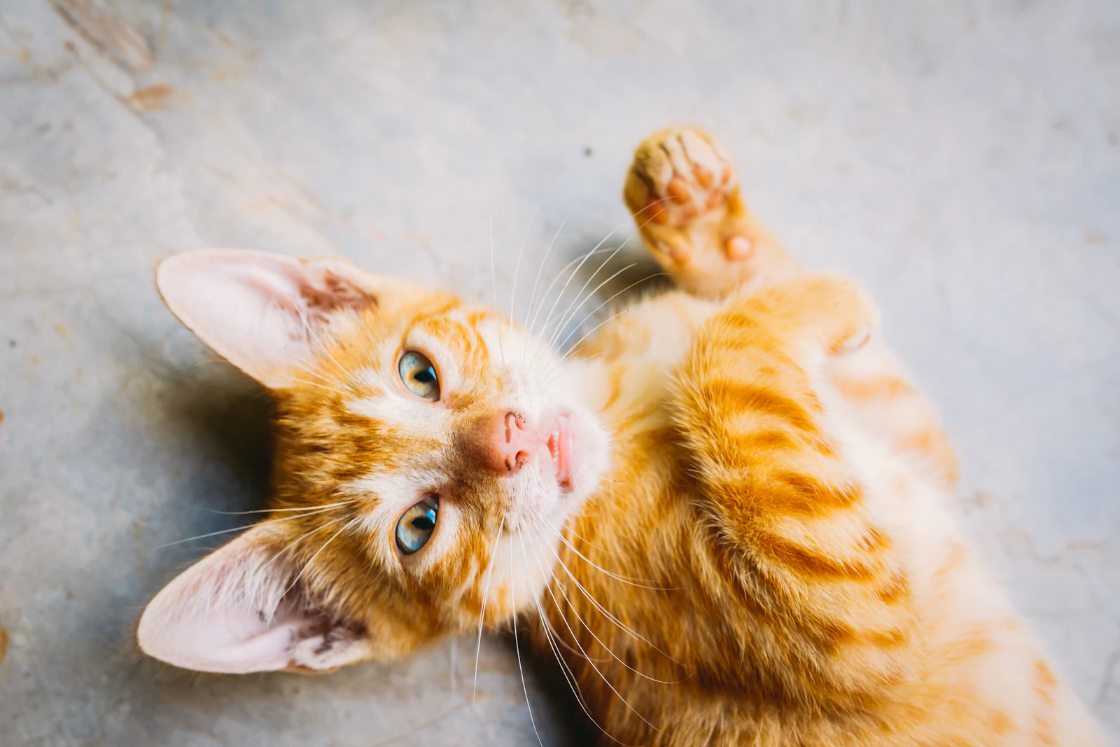 A Kitten Named Sue Became an Ohio Construction Crew's Newest Hire