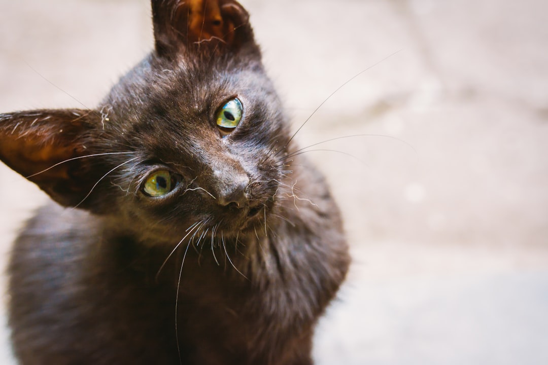 black short-haired cat