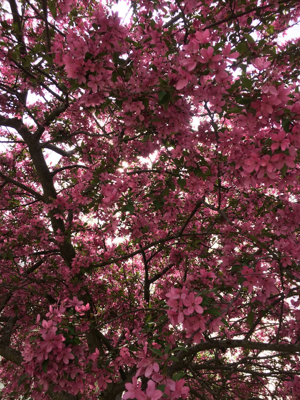 pink tree