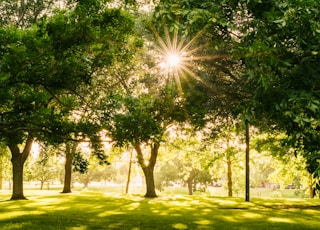 sun shining on tree