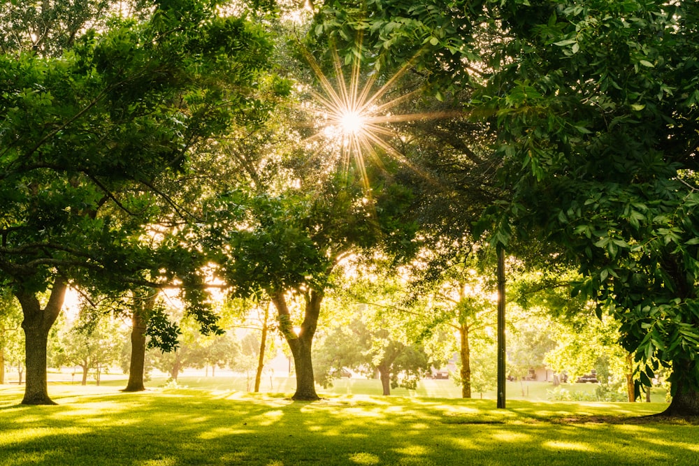 sun shining on tree