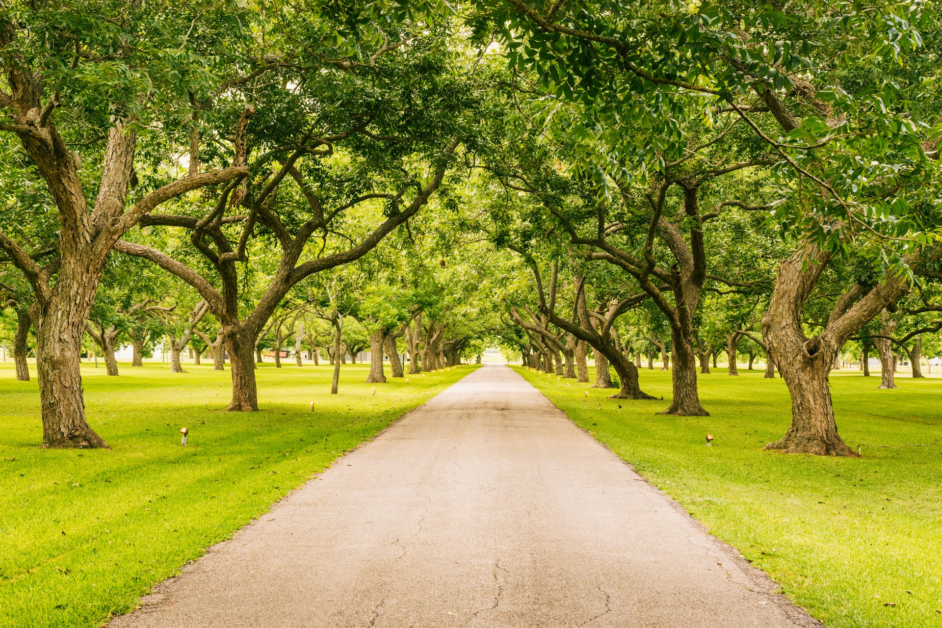 concrete road between trees