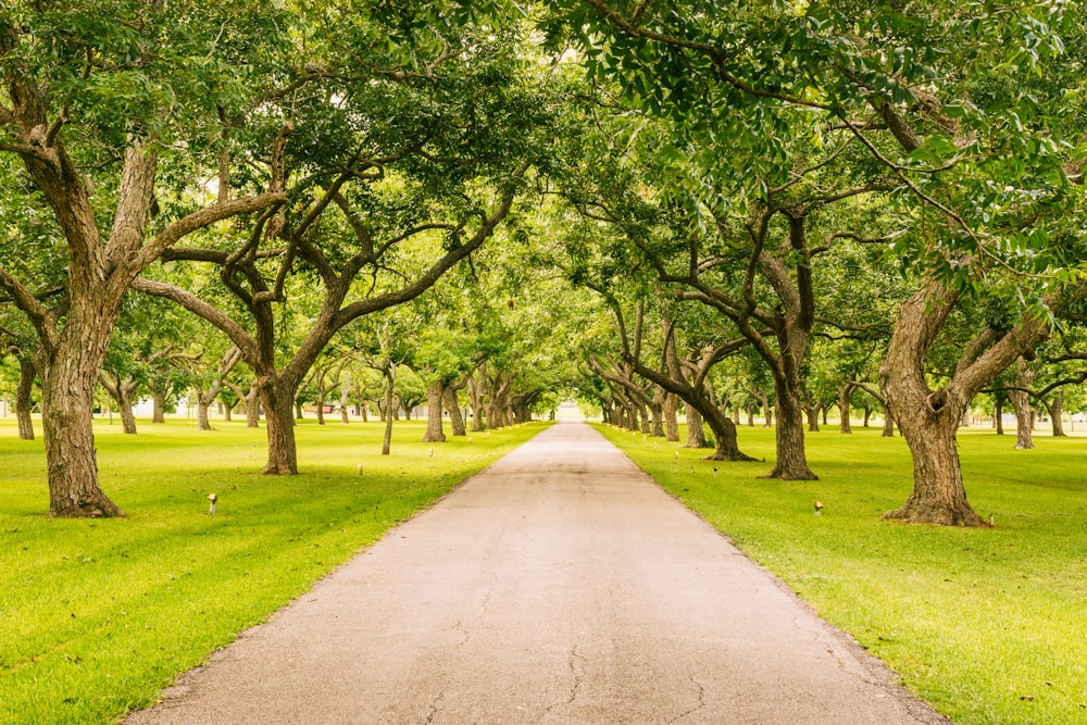 concrete road between trees