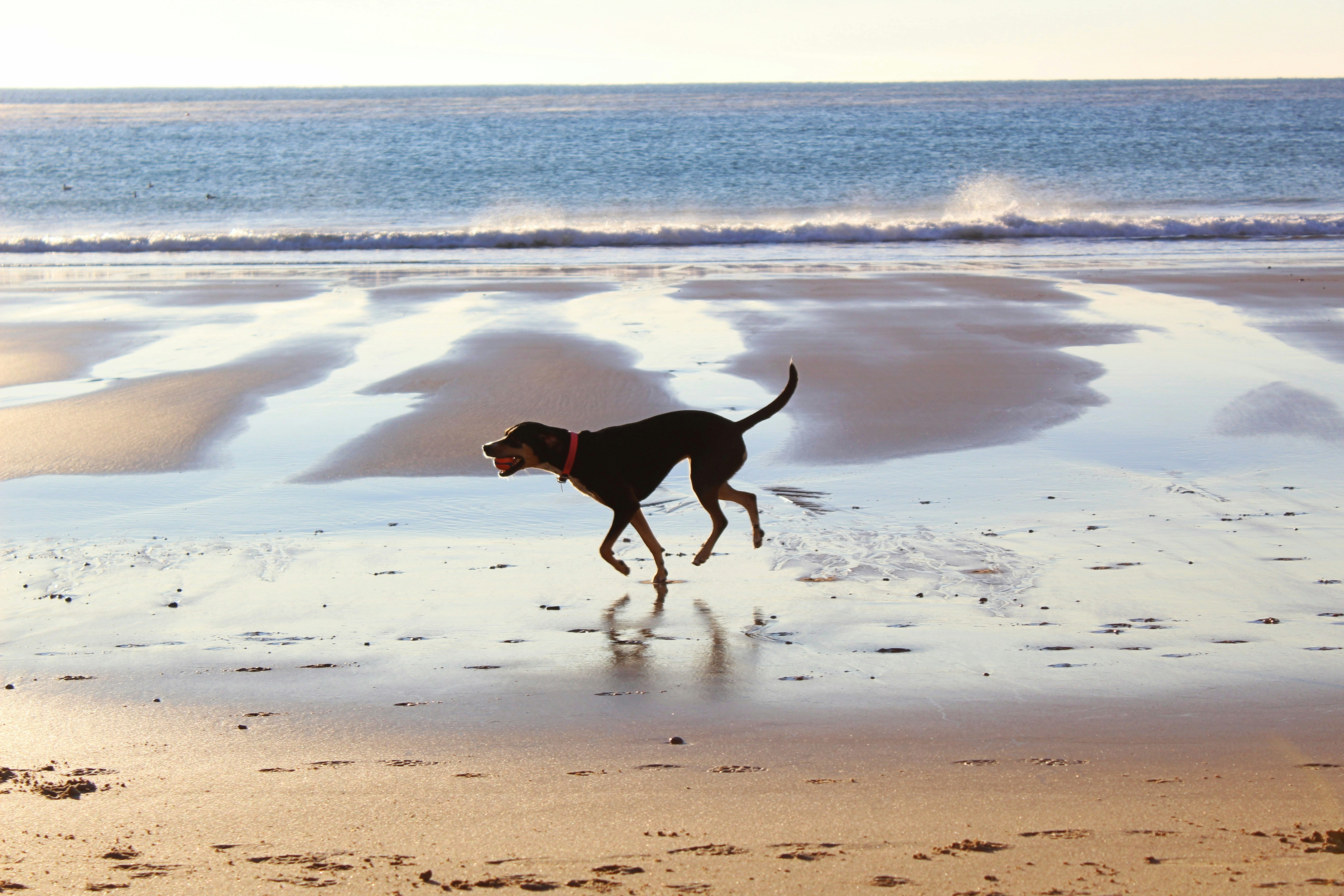 Kid and pet friendly activities in Cohasset, MA