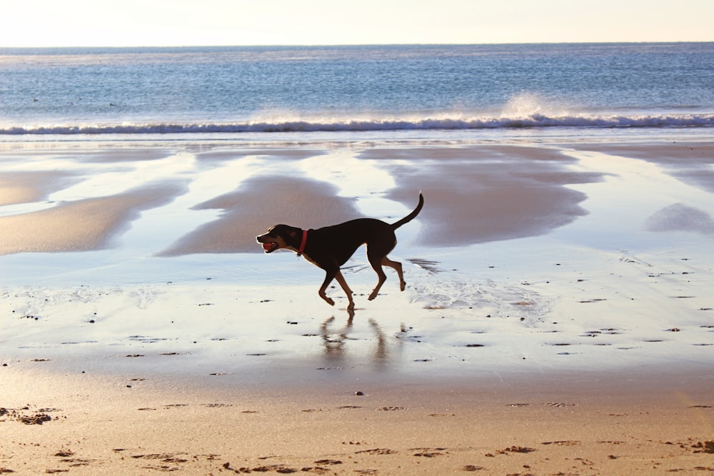 close-up photography of dog running while biting ball