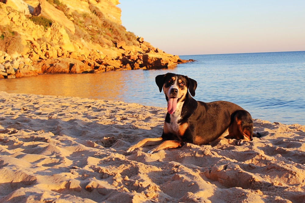 brown and black dog sitting near beach