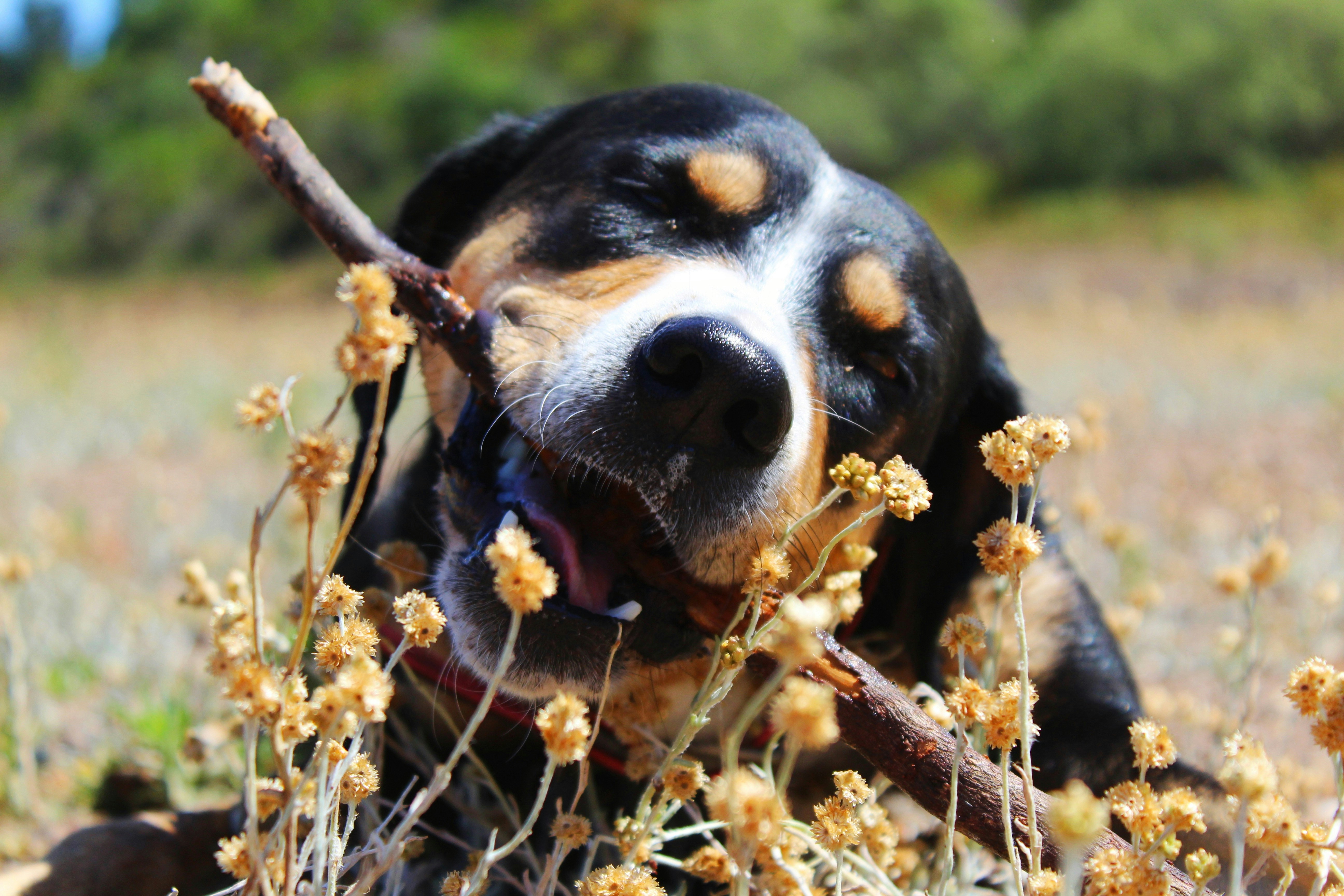Why Do Dogs Like Sticks?