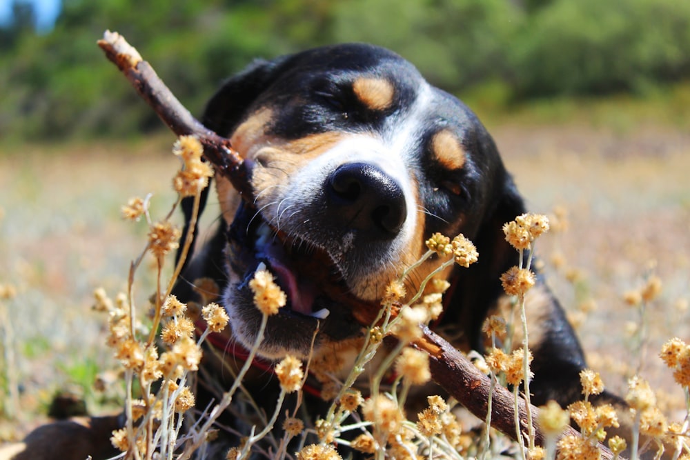 black and brown dog surrounded by orange flowers