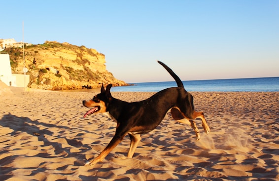 close-up photography of short-coated black and tan dog standing on seashore
