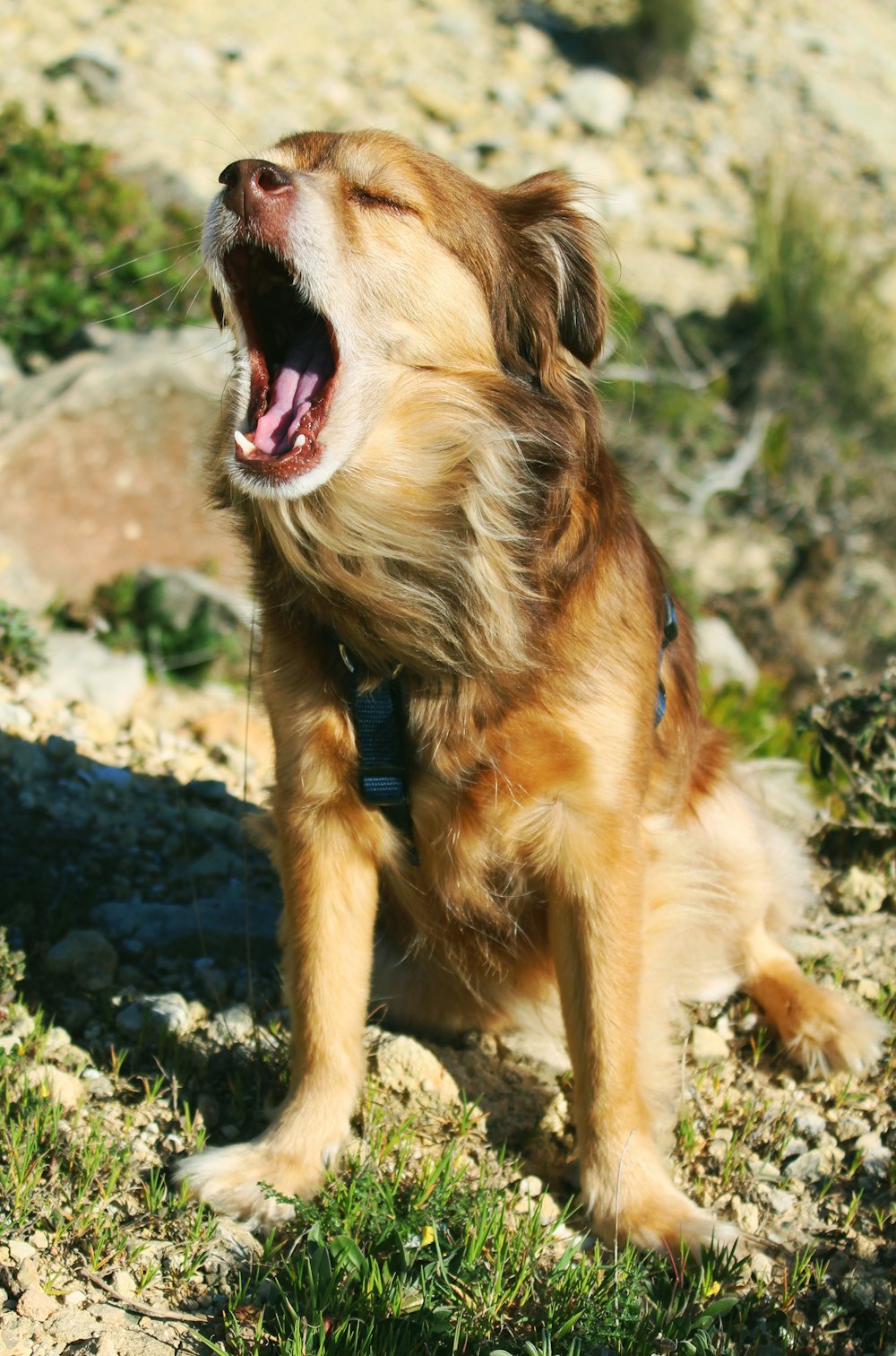 茶色の犬のクローズアップ写真