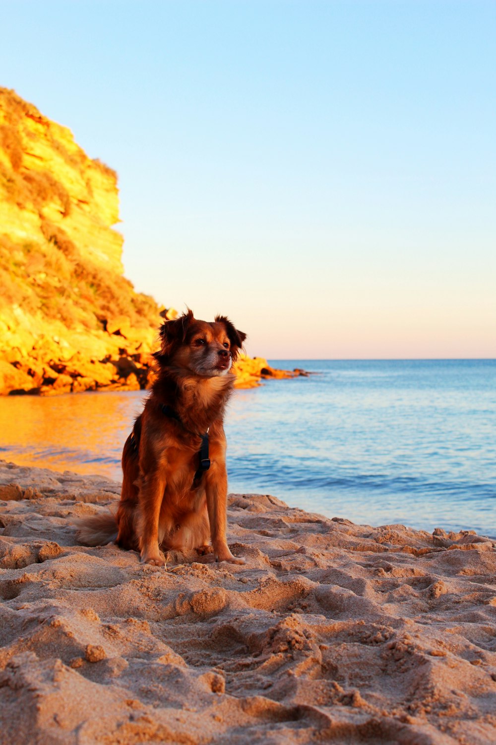 short-coated tan dog on seashore