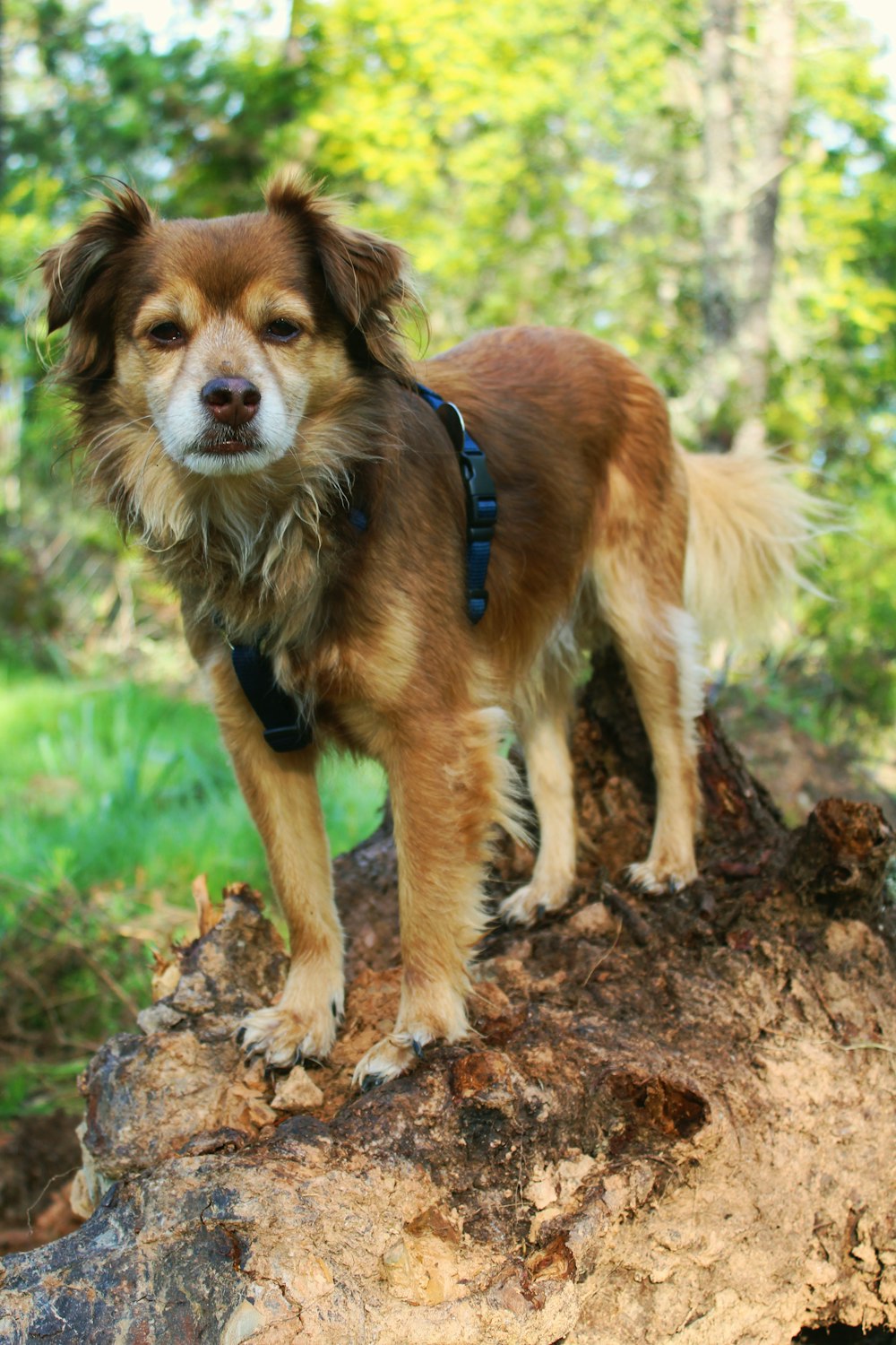 dog on brown rock
