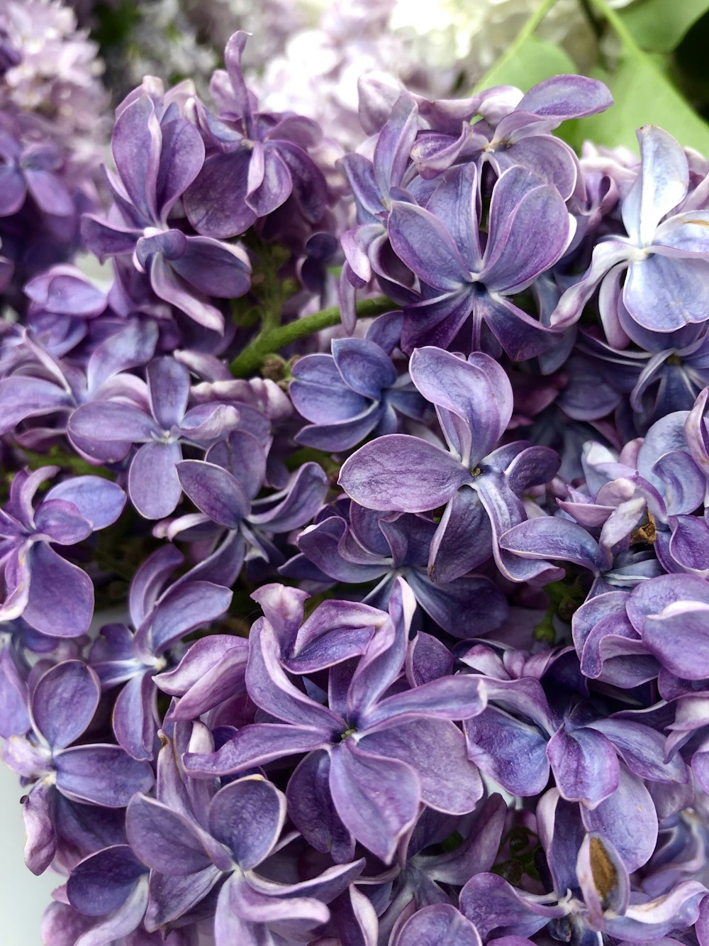 macro photography of purple petaled flowers