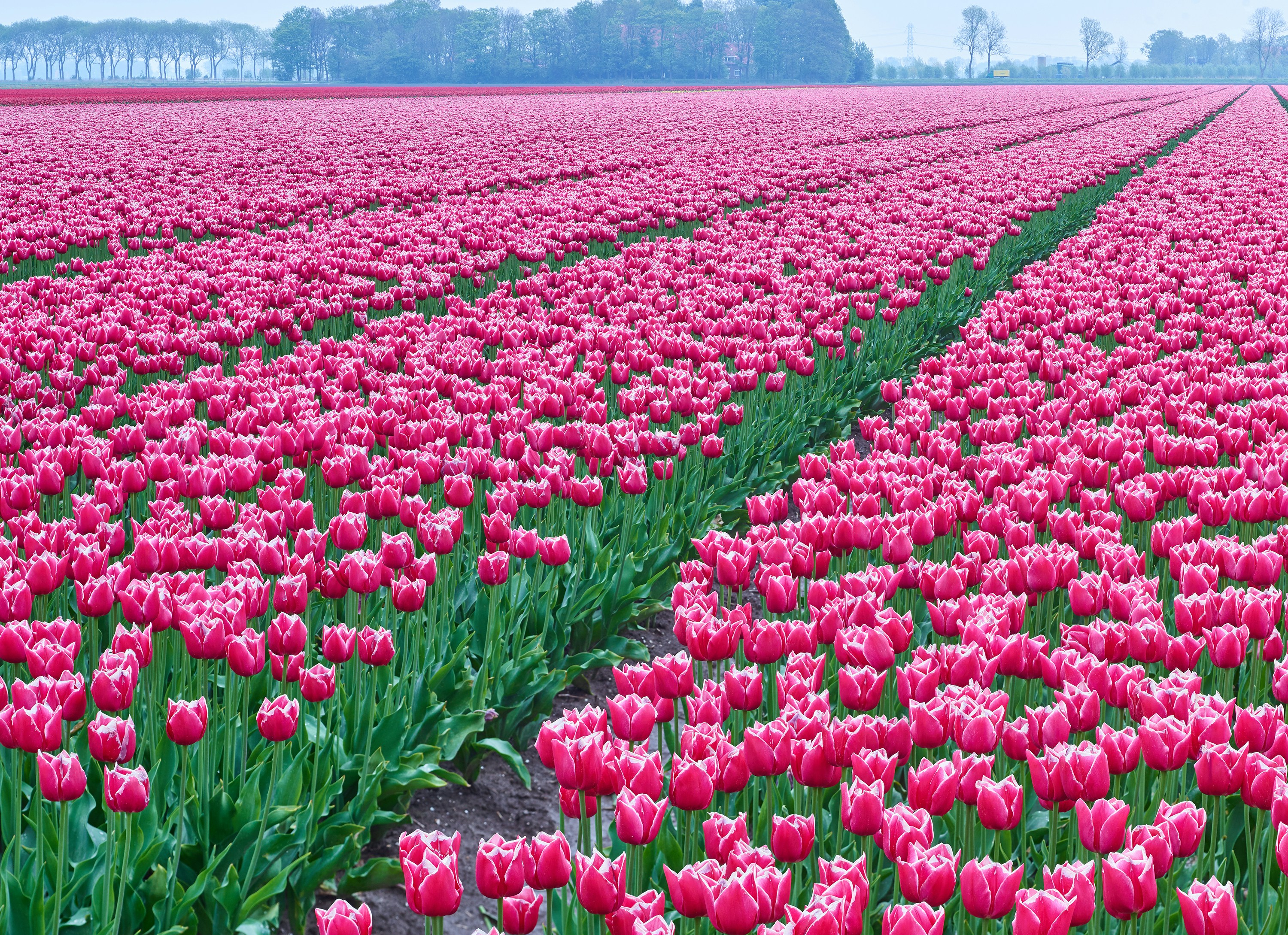 pink petaled flower field during daytime