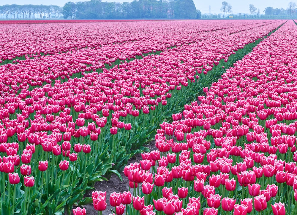 pink petaled flower field during daytime