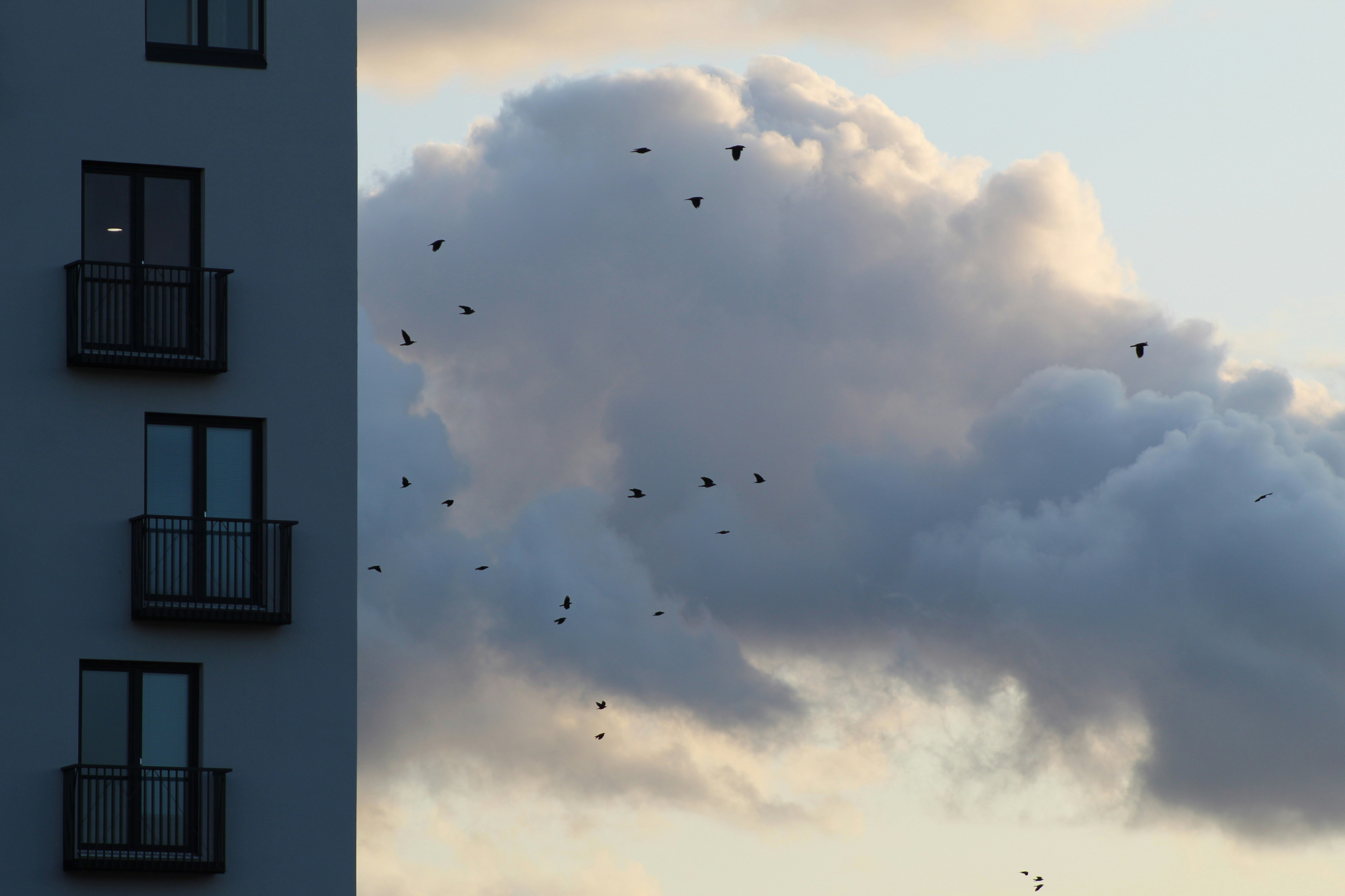 a flock of birds flying in the sky next to a tall building